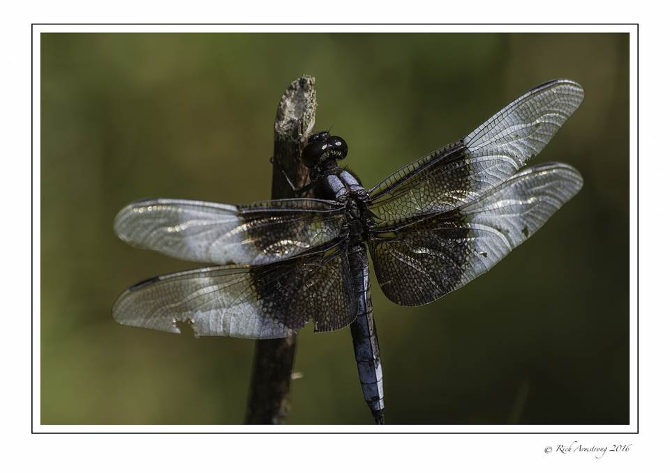 dragonfly 2c copy.jpg